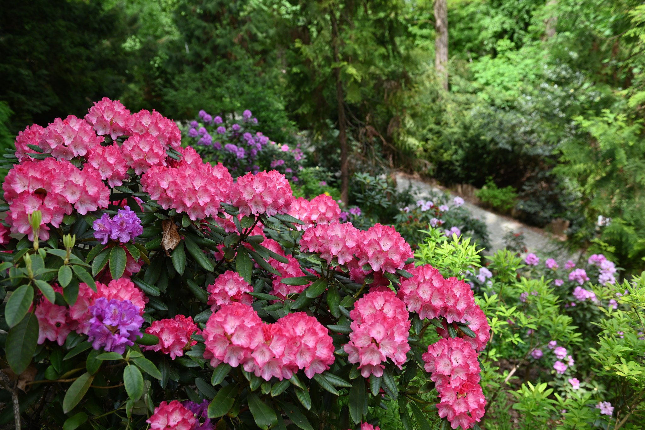 Rododendron