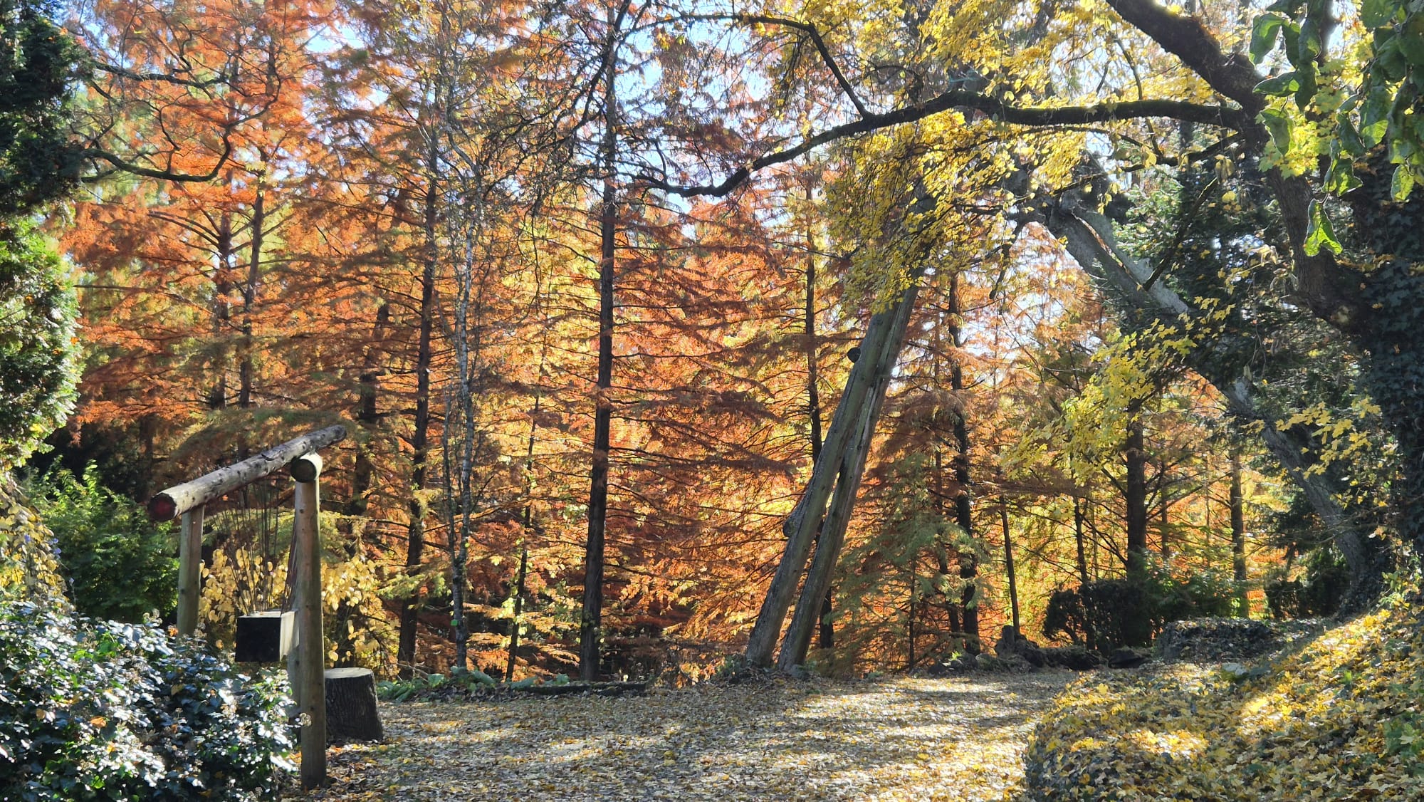 Jesienny widok na park