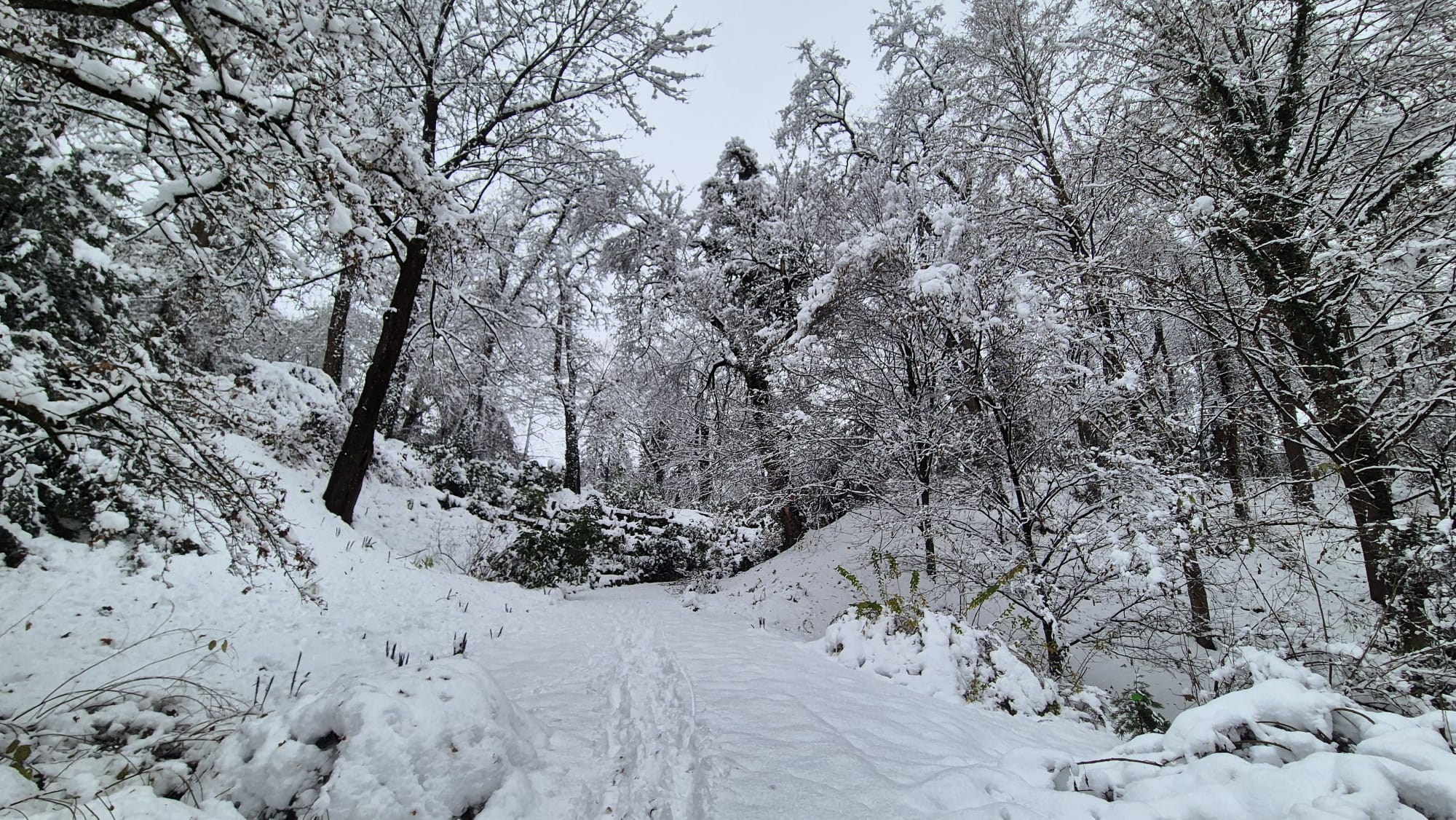 Widok ogrodu pod śnieżną pierzyną
