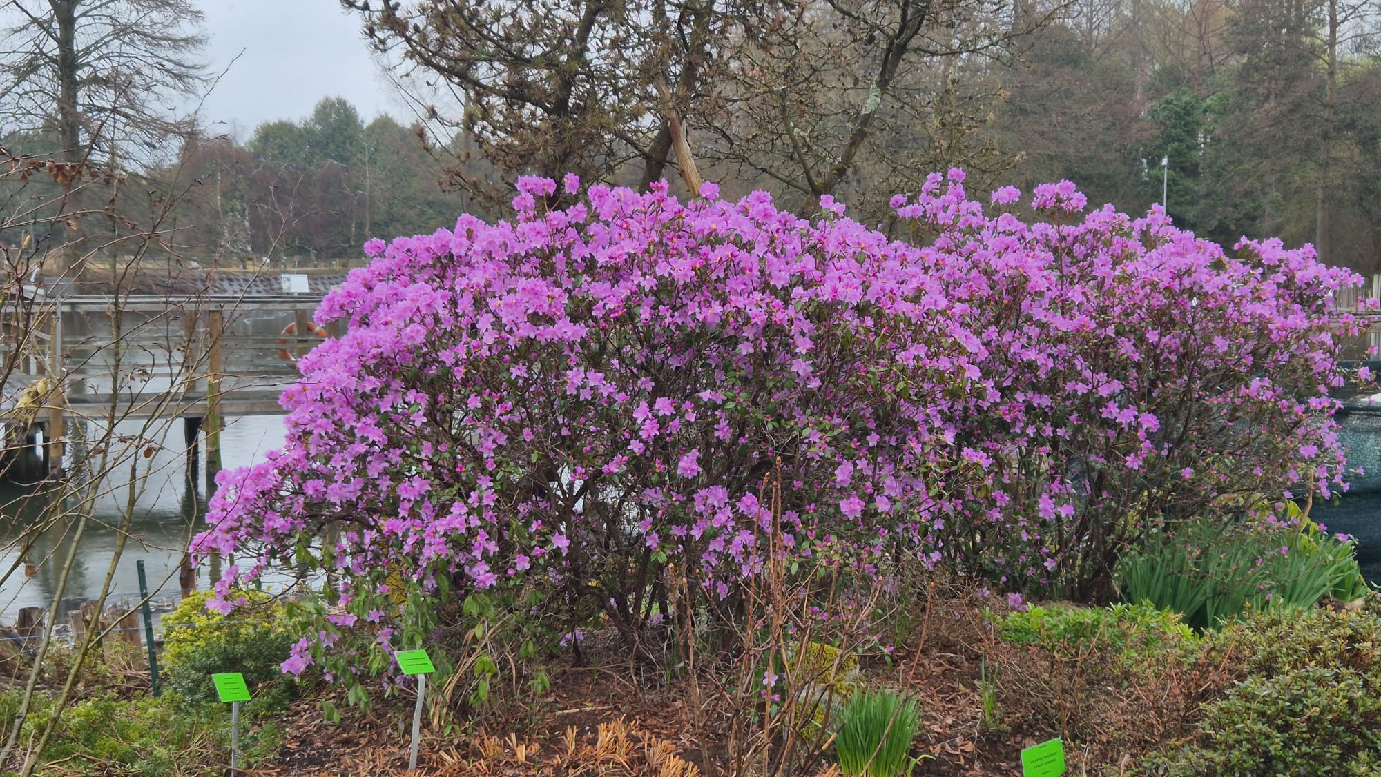 Kwitnąca rabata kwietna